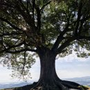 임천 가림성 느티나무 | 부여 여행 가볼만한곳 드라마 촬영지로 유명한 성흥산 사랑나무