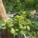 염자(艶姿​, Alluring figure), Jade Tree(옥(玉) 나무) 이미지