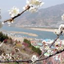 매화로 이미지