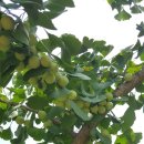 은행나무농장 이미지