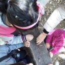 까치울초 이미지