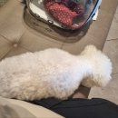 서부산동물메디컬센터 이미지