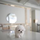 퍼피슈가 이미지