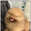 유독 | 유독 방문 후기 – 부산강아지분양 선택 팁