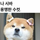 수컷 이미지