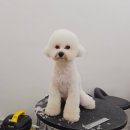 몽드봉 | 【장위동 애견미용/강아지미용실】 몽드봉, 강아지 위생목욕 스포팅 하고 왔다