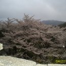 어제늦은오후 상당산성벚꽃 이미지
