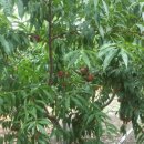 천일농장 이미지