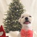 참견(犬) 이미지