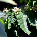 커피나무 이미지