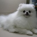 화이트폼 이미지