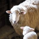 양수목장 이미지