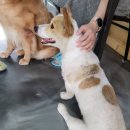 중독(DOG) 이미지