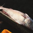 민어사랑 이미지