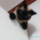 쪼코의옷장