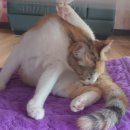 삐삐그루밍 이미지