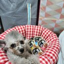 주식회사 별따는영양 | 시저 캔 필렛 인 그레이비 4종 급여 후기