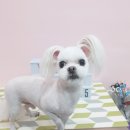 깡이네 이발소 이미지