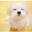 뽀송 이미지