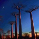 바오밥나무기타 이미지