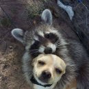 라쿤PC방 이미지