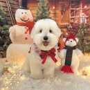 하이베베 | 장기동 강아지 미용 추천｜솜이 다녀온 하이베베 후기