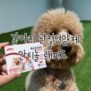 설재현 | 강아지 슬개골 영양제 [안티놀 래피드]