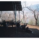 진석농장 이미지