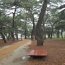 송림톱밥 이미지