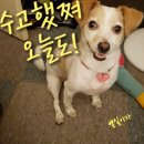 수지과외