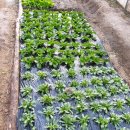 꽃피는산골민박 이미지