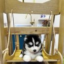 테일러퍼피 이미지