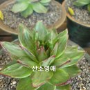 그랑불