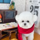 아멜리몽 이미지