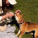 [1급과정] 반려동물관리사 1급 이미지