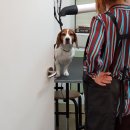 하이펫살롱 이미지