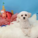 그루밍_light 이미지