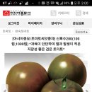 검정토마토 씨앗 공동구매. 이미지