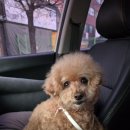 더독 동물병원 이미지