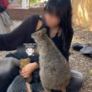 뽑뽀 | [퍼스] 서호주 필수 여행지 쿼카에게 선택 받는 꿀팁_퍼스 로트네스트섬 (쿼카섬)