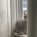 다대건어물 | 220919-23 미니치즈찰도넛 후기 집사의 하루.. 직장인 도시락 추천 막내딸집 건어물 후기