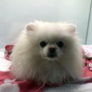 메르시 동물병원 이미지