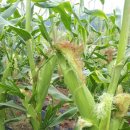 강림면304 이미지