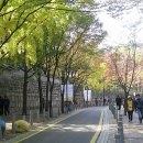 덕수궁 돌담길과 서울숲 가을 (11월12일) 이미지