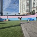 101애견유치원 이미지