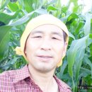 대학찰옥수수 이미지