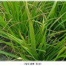 벼 · 밭작물 주간농사정보 제28호