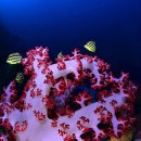 문섬·범섬천연보호구역 이미지