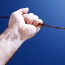 가시 살이 이미지