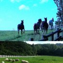 양지목장 이미지